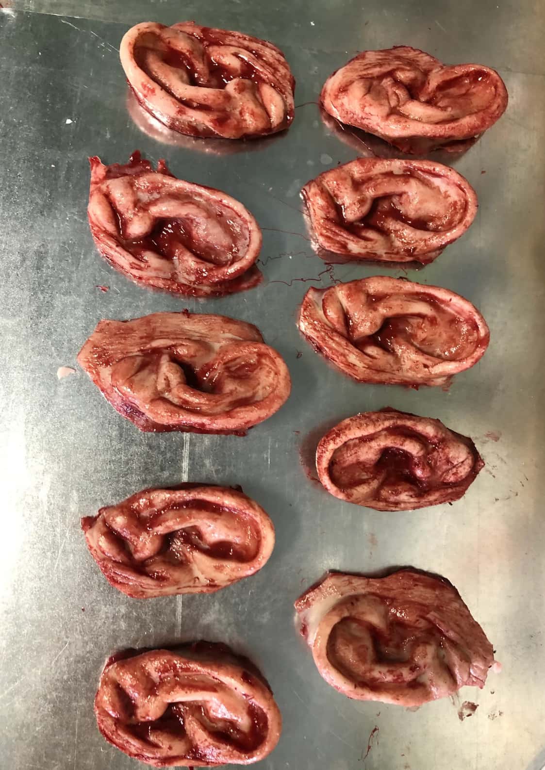 Realistische blutige silikon horror ohren prosthetik als abgetrenntes ohr auf metalloberfläche, absolut wasserdicht